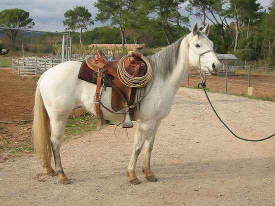 Working Ranchhorse