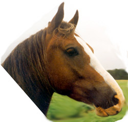 lanzelot.jpg